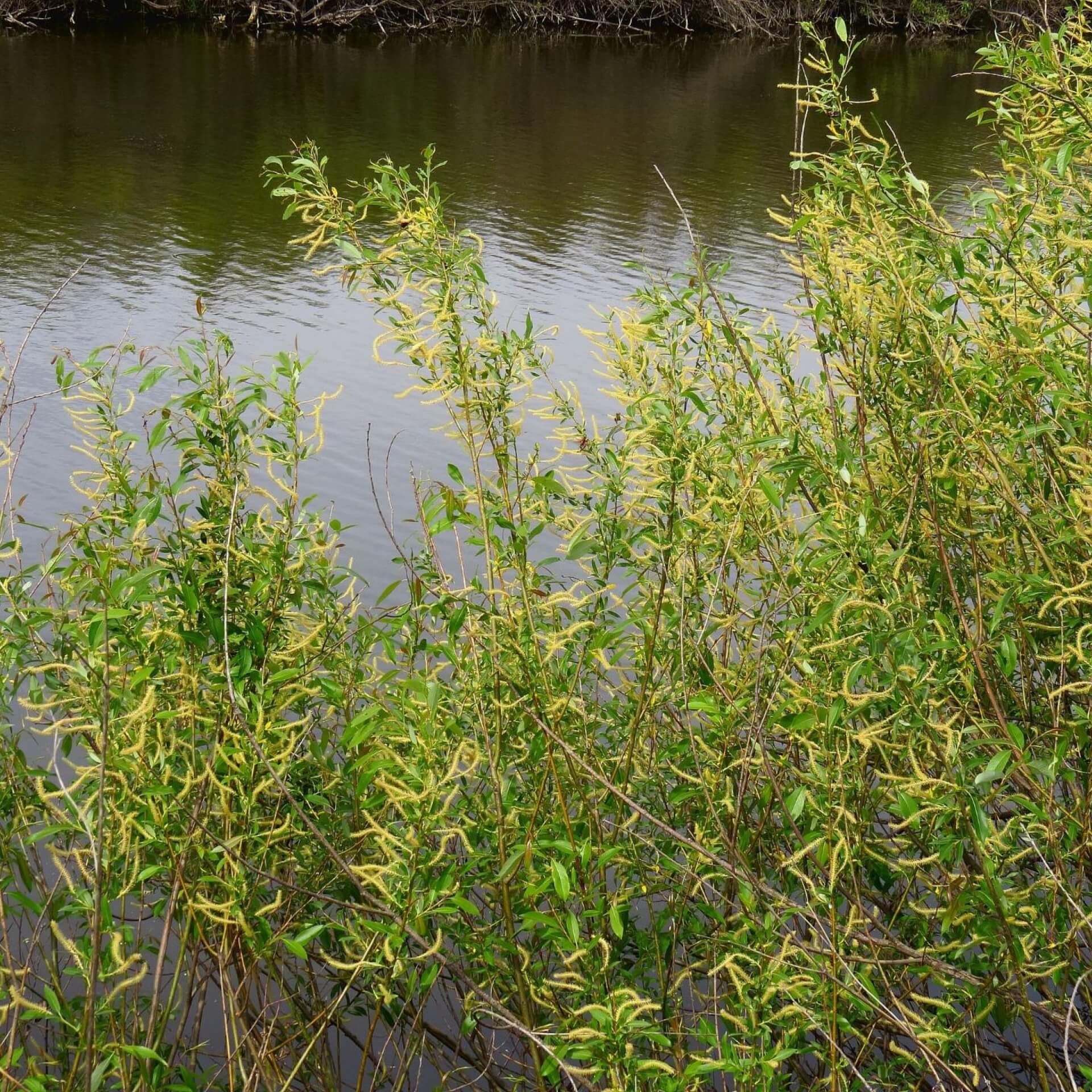 Mandel-Weide (Salix triandra)