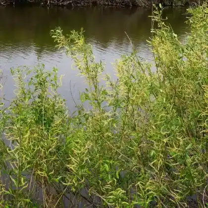 Foto von Mandel-Weide (Salix triandra)