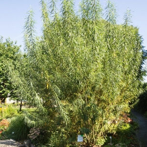 Korb-Weide (Salix viminalis)
