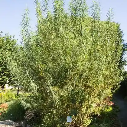 Foto von Korb-Weide (Salix viminalis)