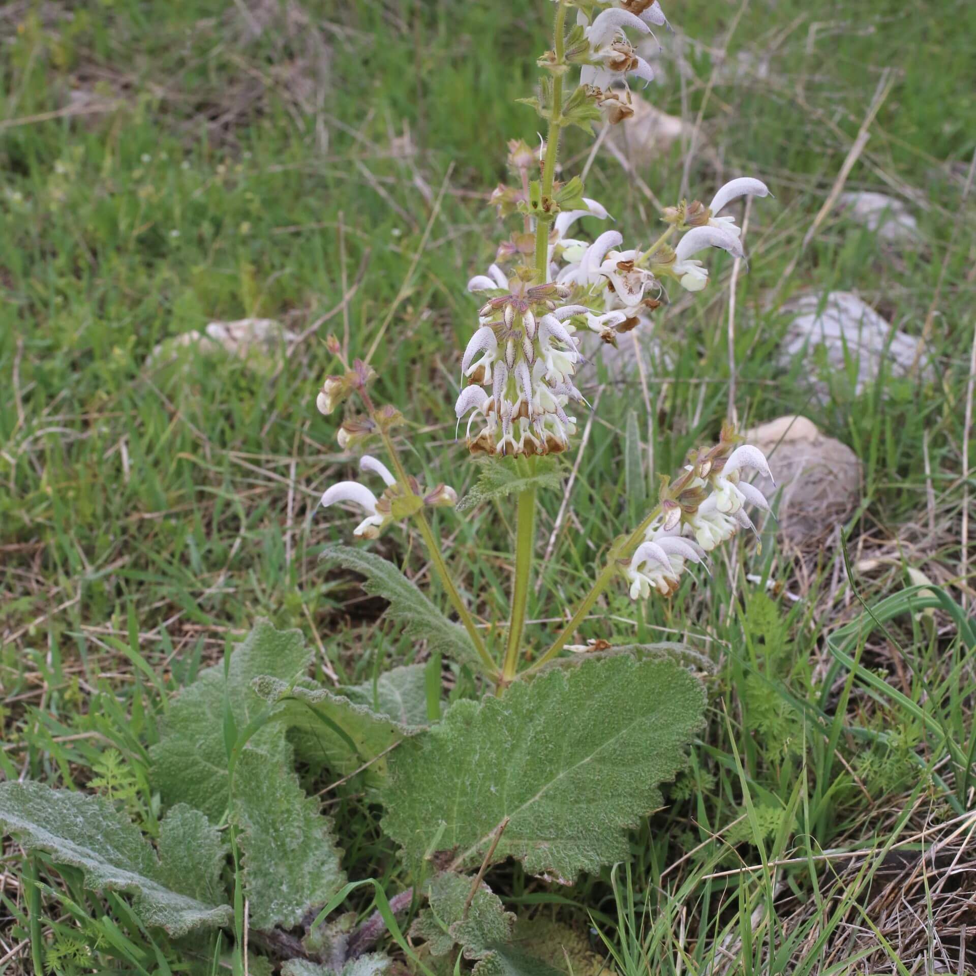 Silberblatt Salbei (Salvia argentea)