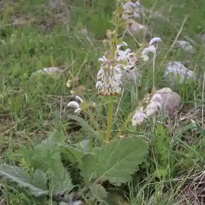 Foto von Silberblatt Salbei (Salvia argentea)