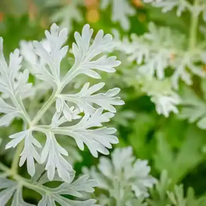 Foto von Echter Wermut (Artemisia absinthium)