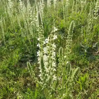 Foto von Österreichischer Salbei (Salvia austriaca)