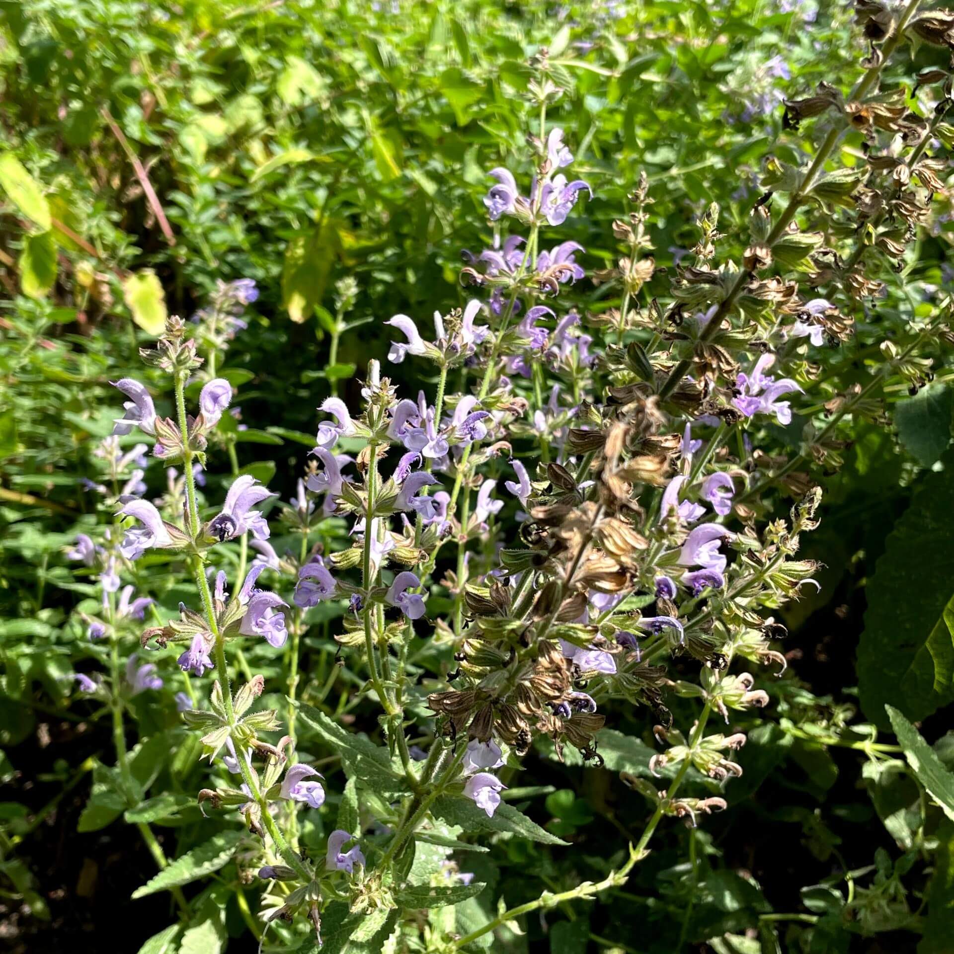 Marokkanischer Salbei (Salvia candelabrum)