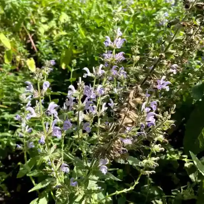 Foto von Marokkanischer Salbei (Salvia candelabrum)
