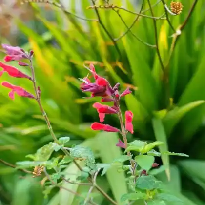 Foto von Ananas-Salbei (Salvia elegans)