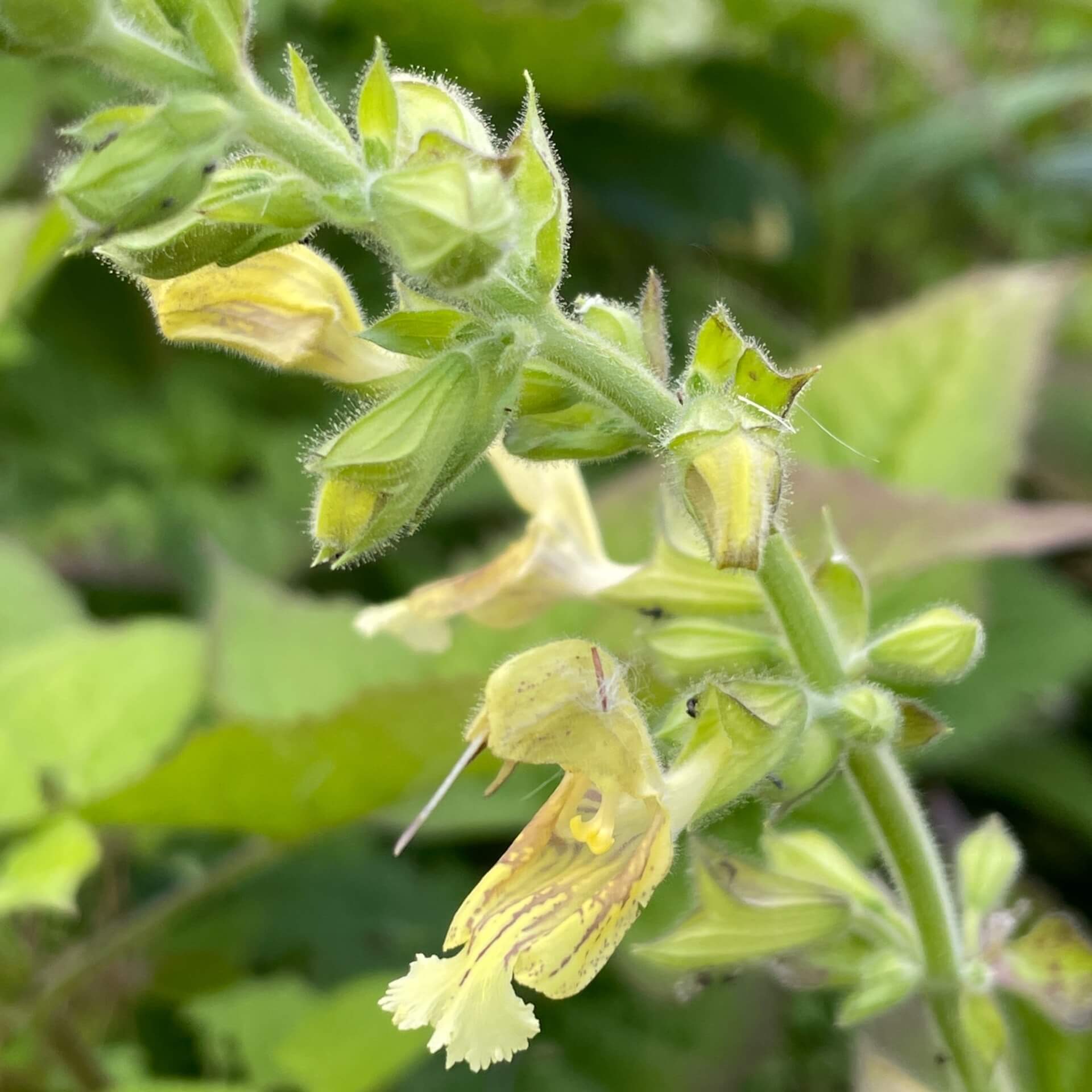 Klebriger Salbei (Salvia glutinosa)