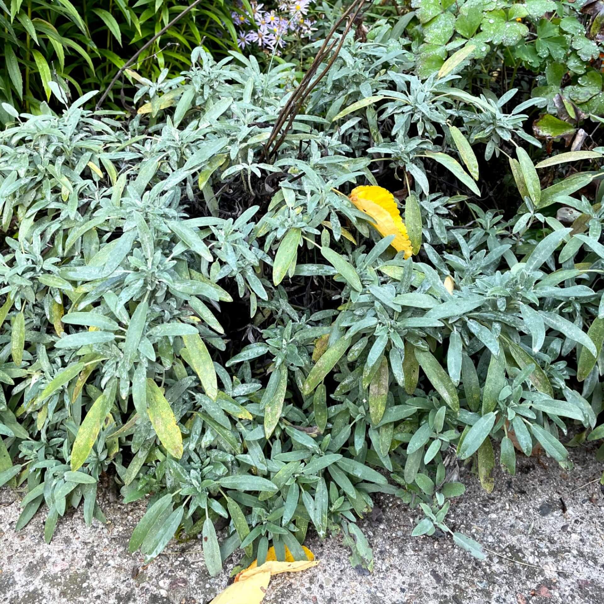 Spanischer Salbei (Salvia lavandulifolia)