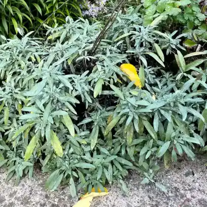 Foto von Spanischer Salbei (Salvia lavandulifolia)