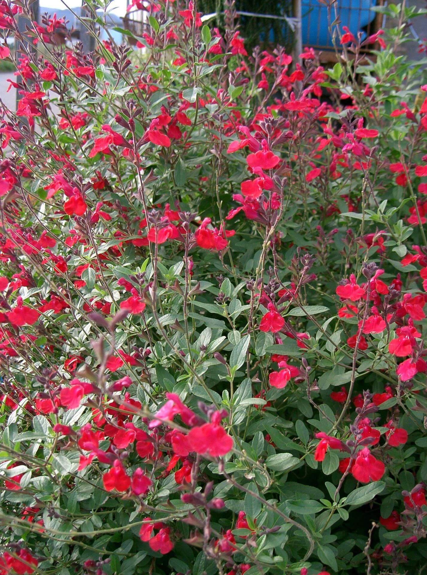 JohannisbeerSalbei / Salvia microphylla