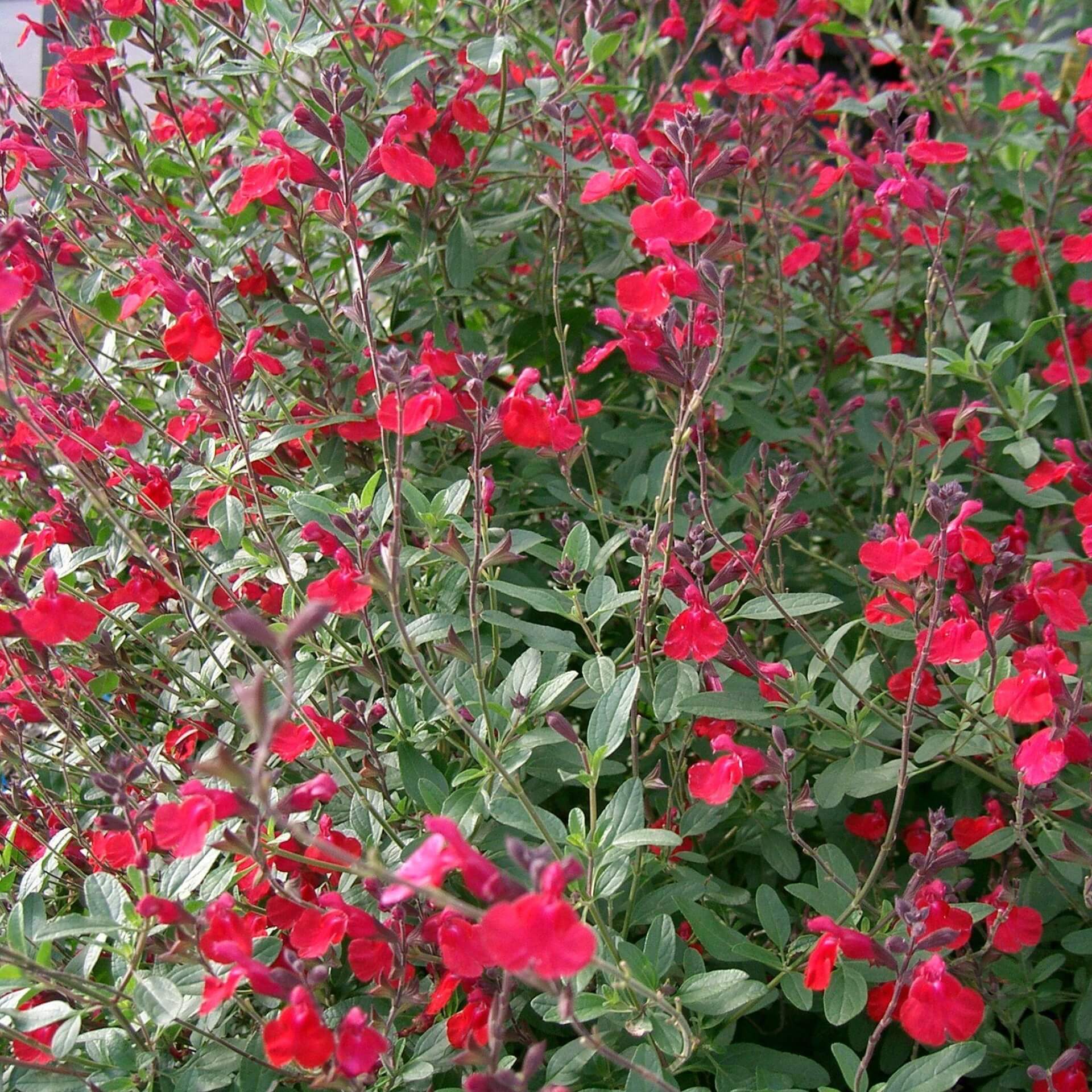 Johannisbeer-Salbei (Salvia microphylla)