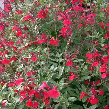 Foto von Johannisbeer-Salbei (Salvia microphylla)