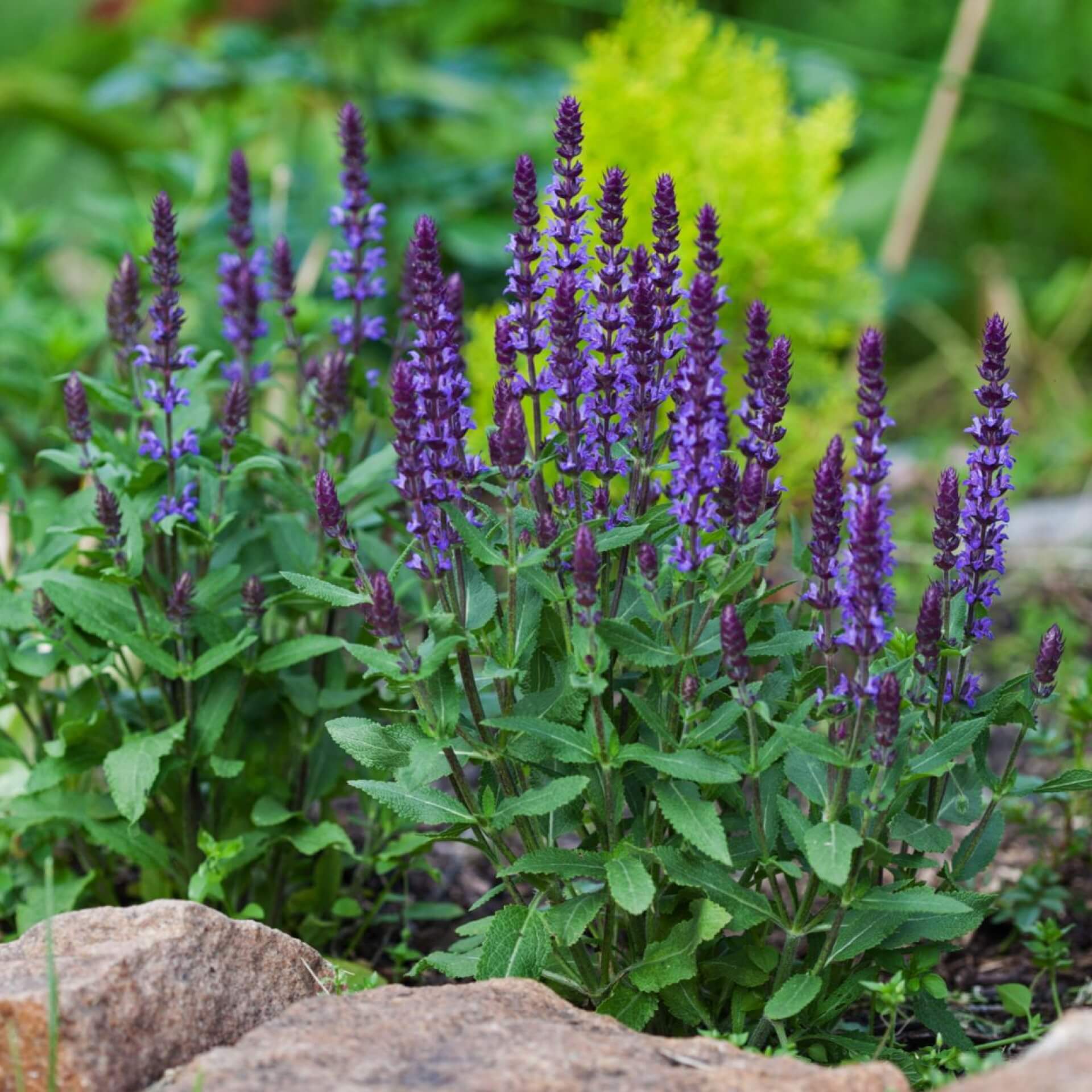 Steppensalbei (Salvia nemorosa)