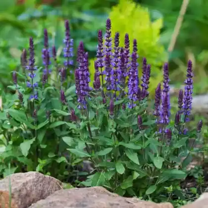 Foto von Steppensalbei (Salvia nemorosa)