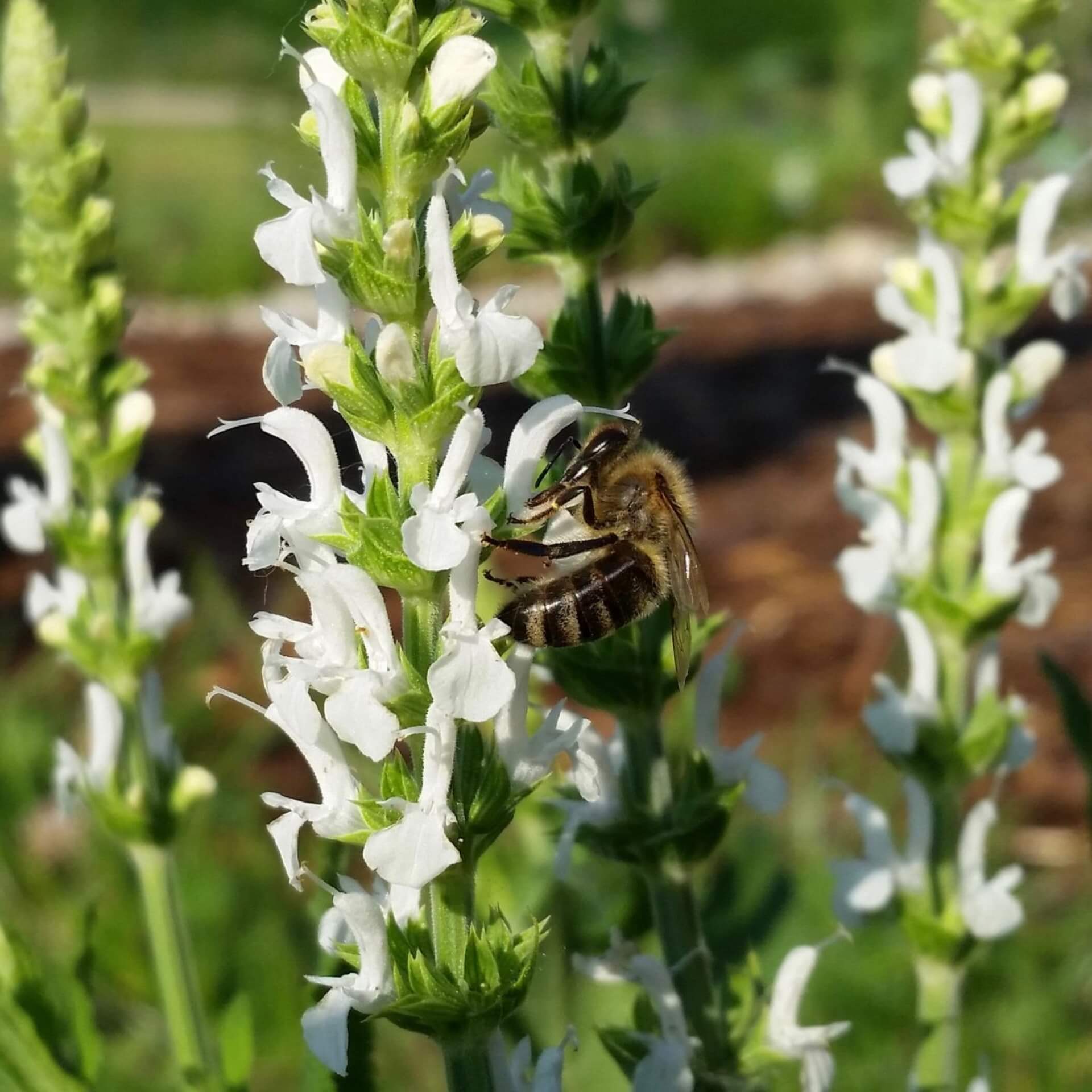 Steppensalbei 'Adrian' (Salvia nemorosa 'Adrian')