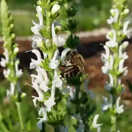 Foto von Steppensalbei 'Adrian' (Salvia nemorosa 'Adrian')