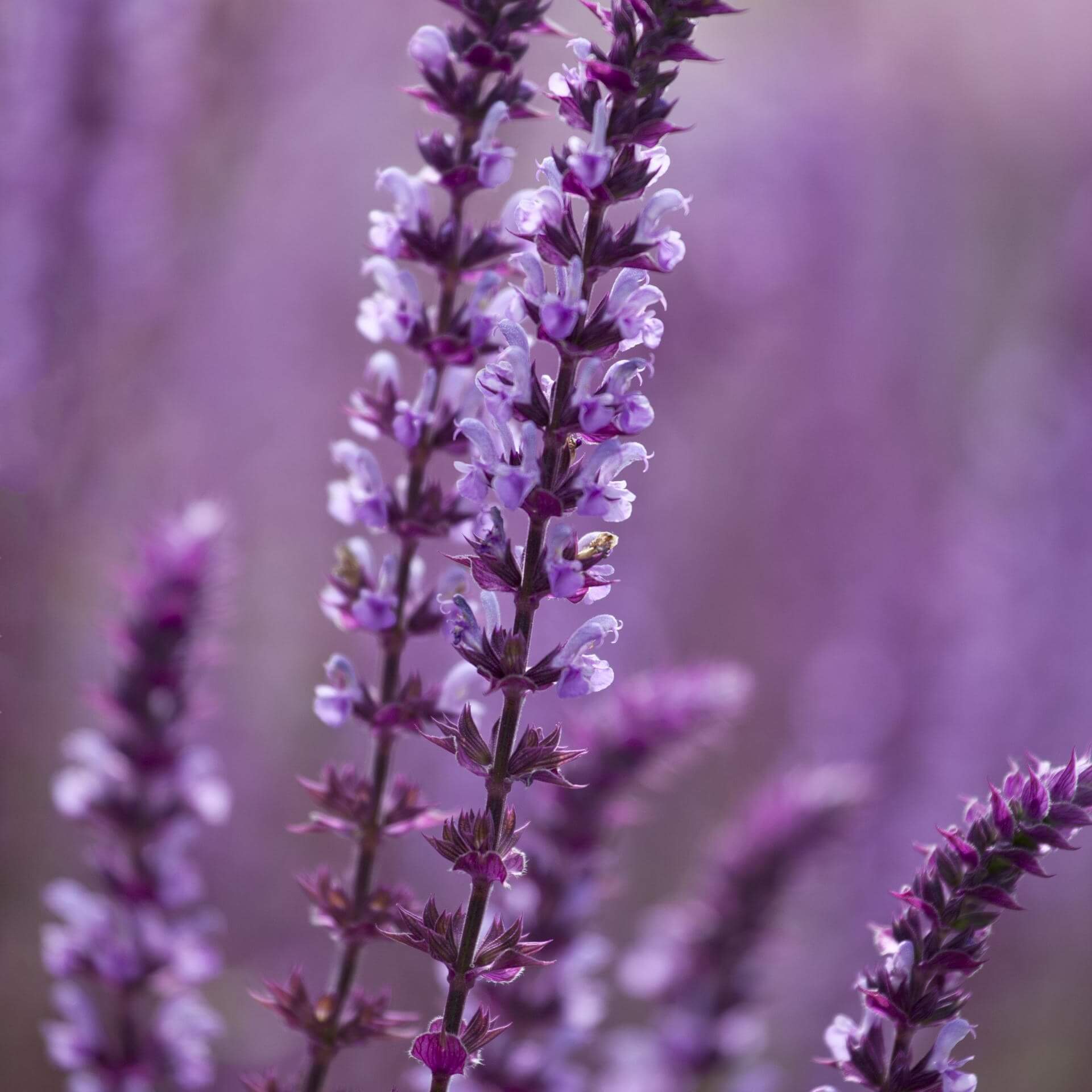 Steppensalbei 'Amethyst' (Salvia nemorosa 'Amethyst')