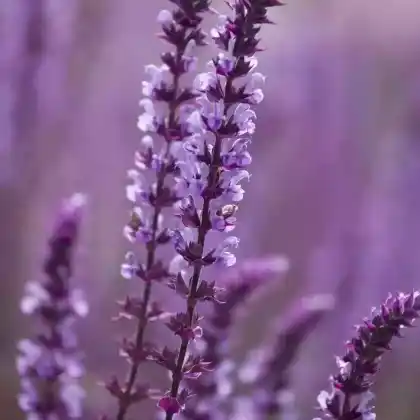 Foto von Steppensalbei 'Amethyst' (Salvia nemorosa 'Amethyst')