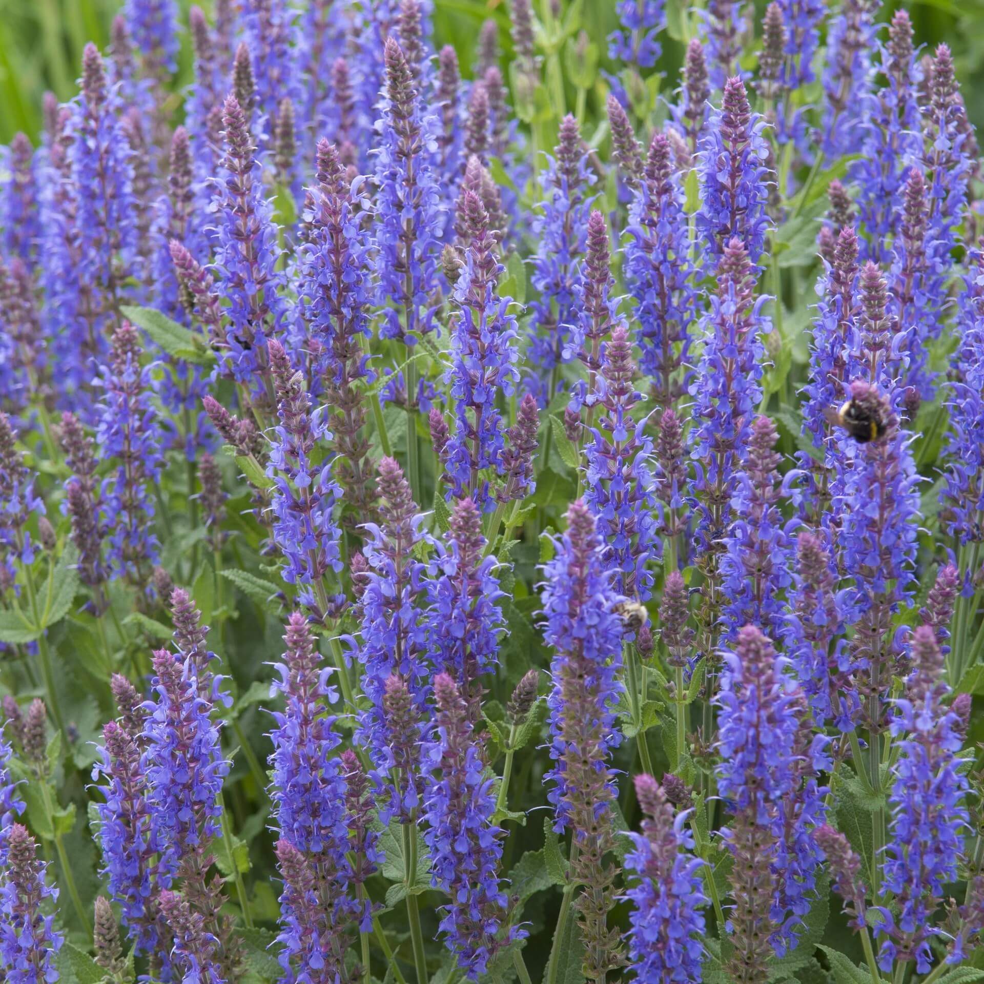 Steppensalbei 'Blauhügel' (Salvia nemorosa 'Blauhügel')