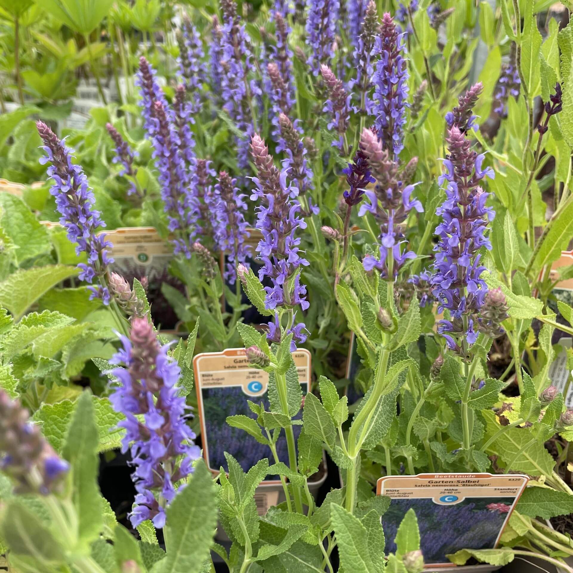 Steppensalbei 'Blauhügel' (Salvia nemorosa 'Blauhügel')