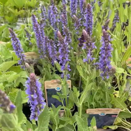 Foto von Steppensalbei 'Blauhügel' (Salvia nemorosa 'Blauhügel')