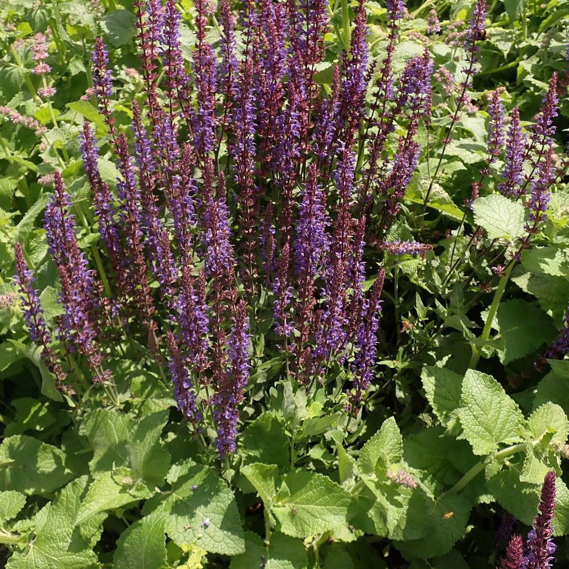 Steppensalbei 'Blaukönigin' (Salvia nemorosa 'Blaukönigin')