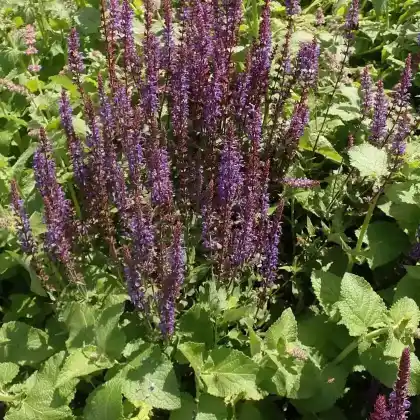 Foto von Steppensalbei 'Blaukönigin' (Salvia nemorosa 'Blaukönigin')
