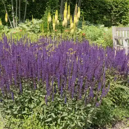 Foto von Steppensalbei 'Caradonna' (Salvia nemorosa 'Caradonna')