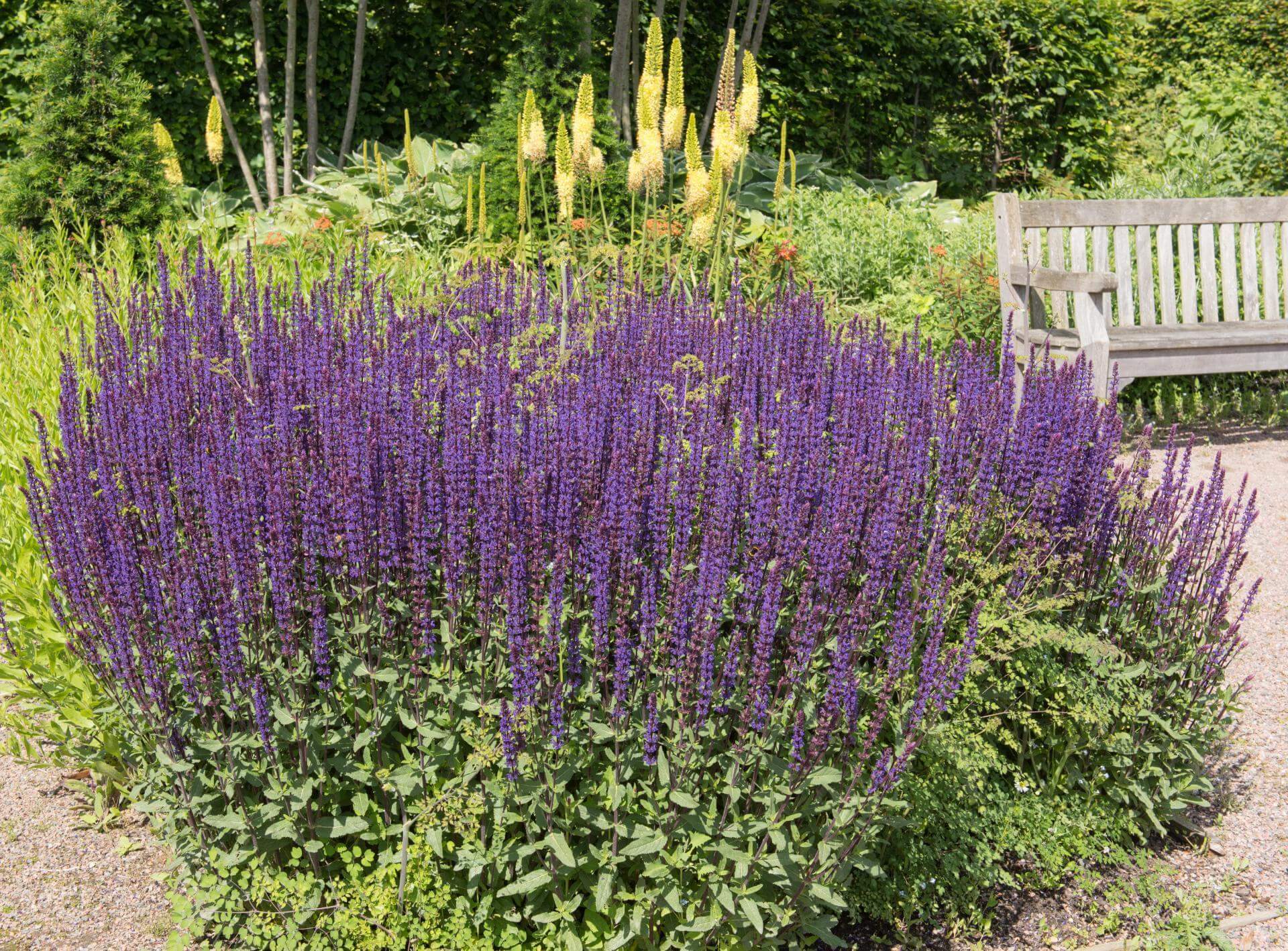 Steppensalbei 'Caradonna' / Salvia nemorosa 'Caradonna'