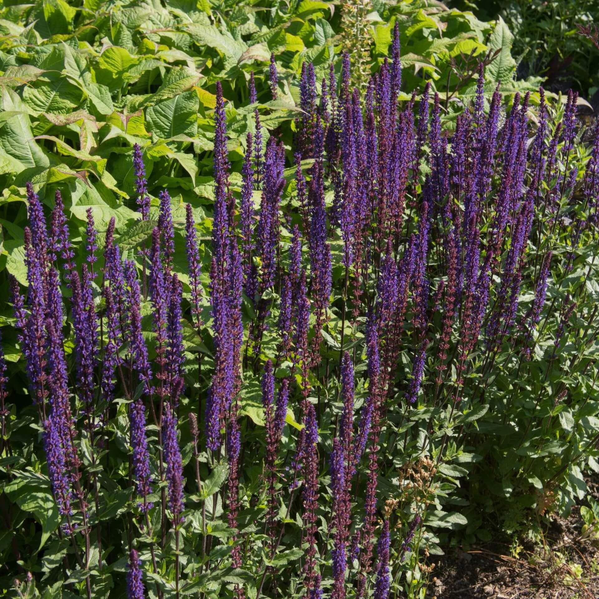 Steppensalbei 'Mainacht' (Salvia nemorosa 'Mainacht')