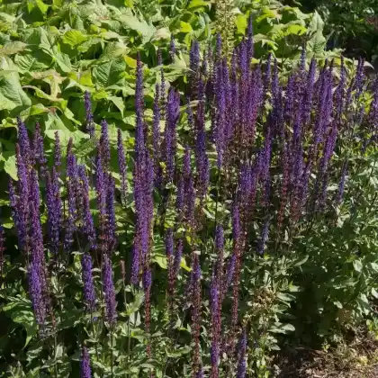 Foto von Steppensalbei 'Mainacht' (Salvia nemorosa 'Mainacht')