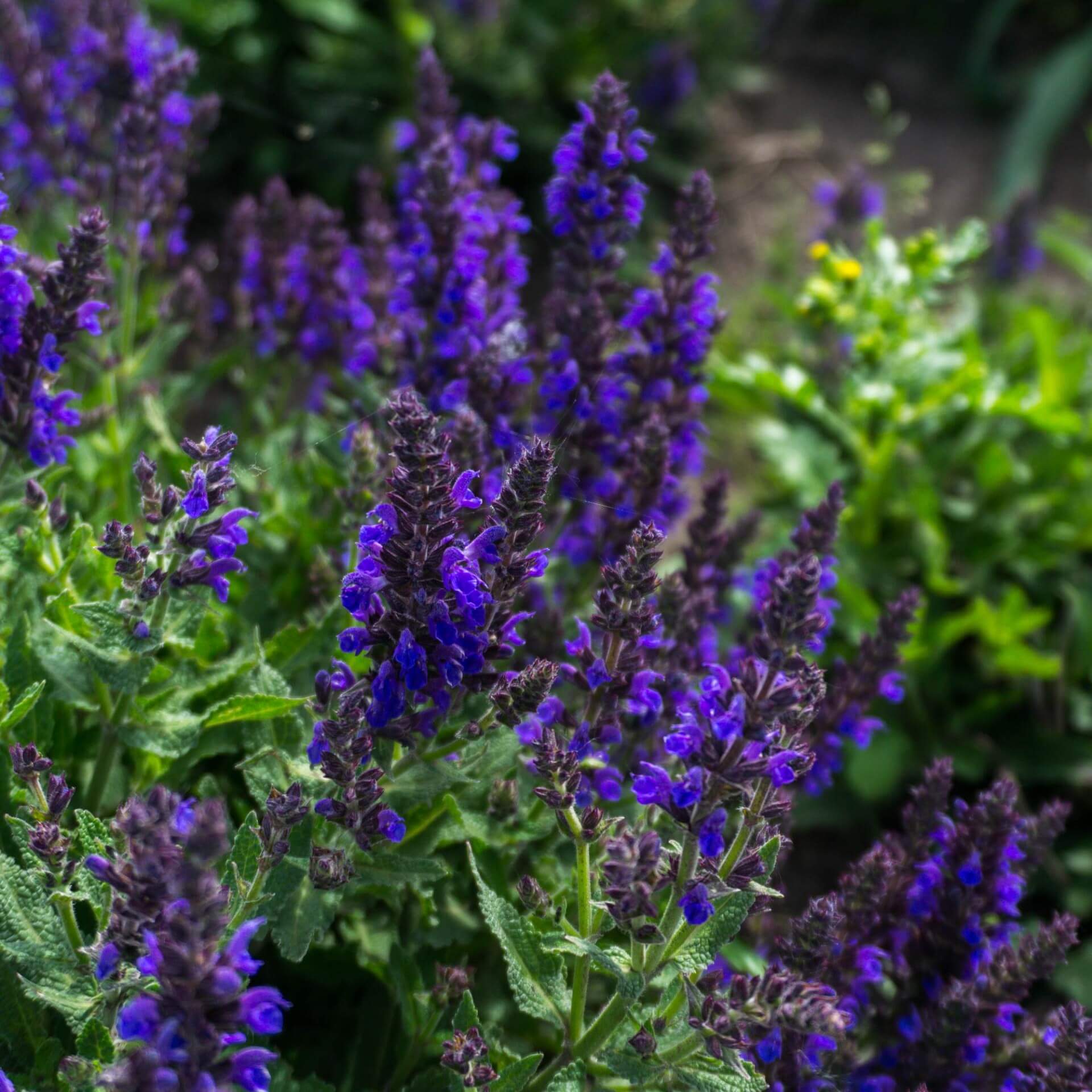 Steppensalbei 'Negrito' (Salvia nemorosa 'Negrito')