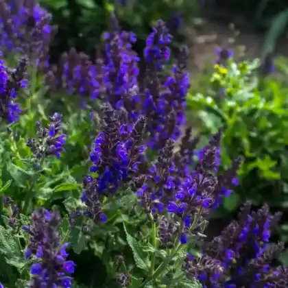Foto von Steppensalbei 'Negrito' (Salvia nemorosa 'Negrito')
