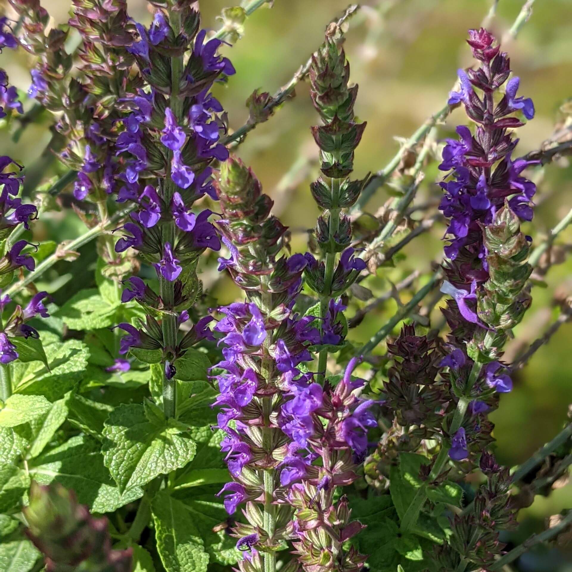 Steppensalbei 'Ostfriesland' (Salvia nemorosa 'Ostfriesland')