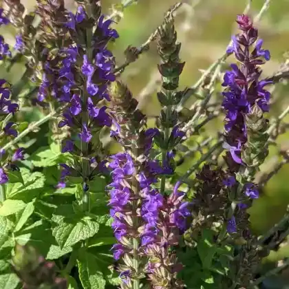Foto von Steppensalbei 'Ostfriesland' (Salvia nemorosa 'Ostfriesland')