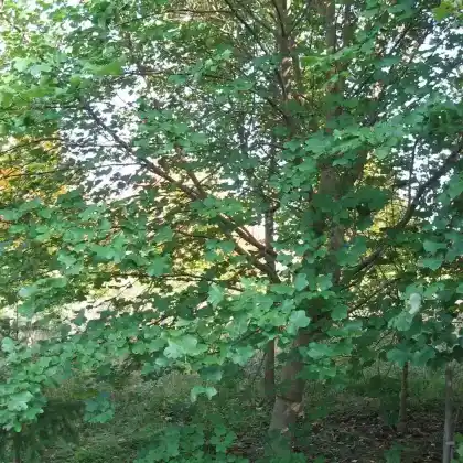 Foto von Schneeballblättriger Ahorn (Acer opalus)
