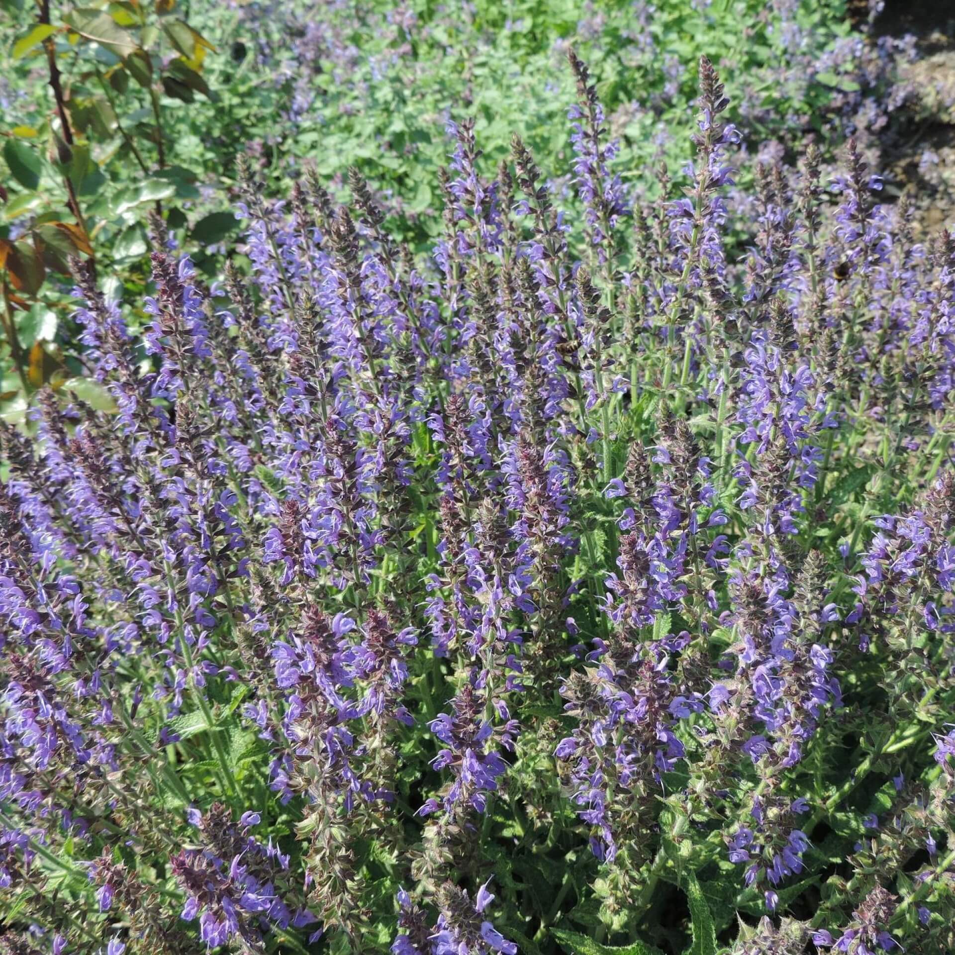 Steppensalbei 'Rügen' (Salvia nemorosa 'Rügen')