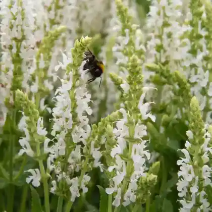 Foto von Steppensalbei 'Schneehügel' (Salvia nemorosa 'Schneehügel')