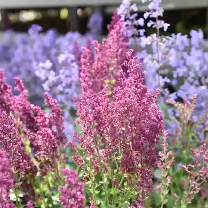 Foto von Steppensalbei 'Schwellenburg' (Salvia nemorosa 'Schwellenburg')