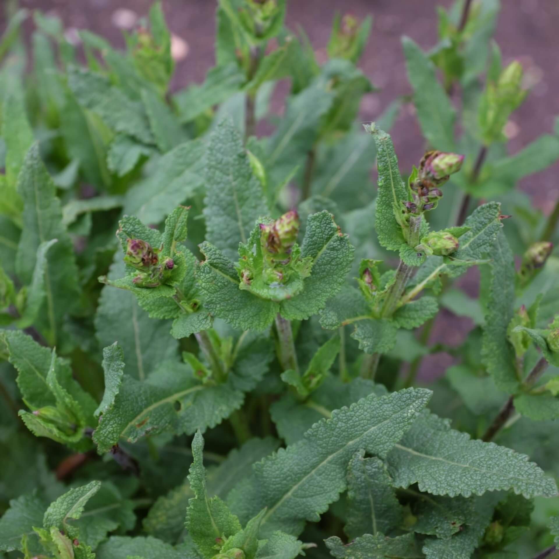 Steppensalbei 'Wesuwe' (Salvia nemorosa 'Wesuwe')