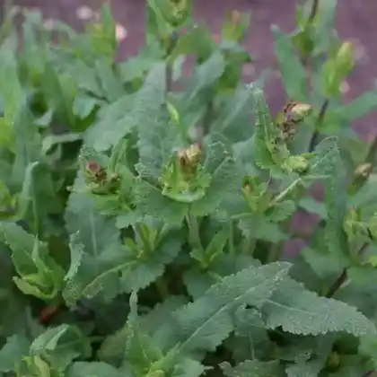 Foto von Steppensalbei 'Wesuwe' (Salvia nemorosa 'Wesuwe')