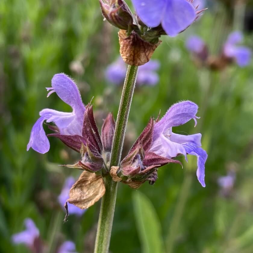 Echter Salbei / Salvia officinalis
