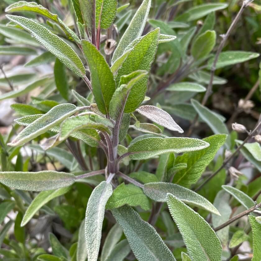 Echter Salbei / Salvia officinalis