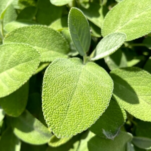 Salvia officinalis