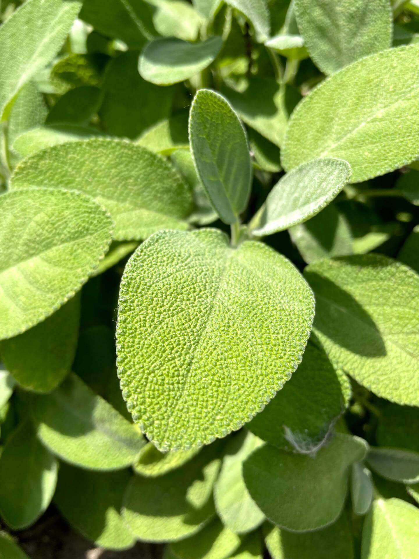 Echter Salbei / Salvia officinalis