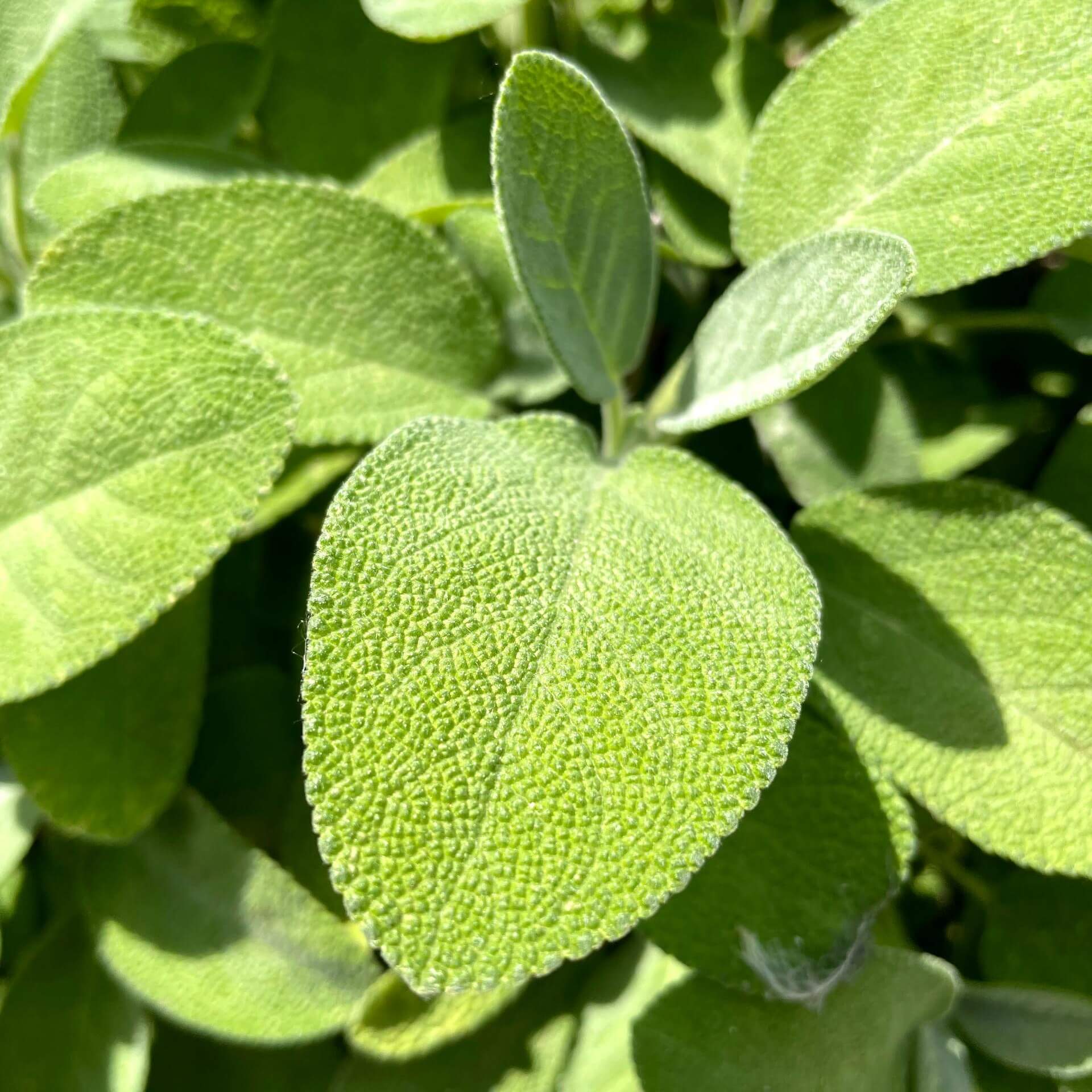 Echter Salbei (Salvia officinalis)