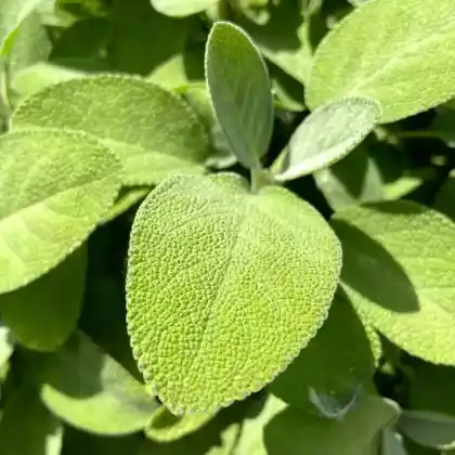 Foto von Echter Salbei (Salvia officinalis)