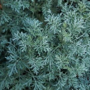 Silberstrau-Wermut (Artemisia arborescens)