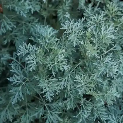 Foto von Silberstrau-Wermut (Artemisia arborescens)
